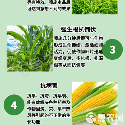 玉米專用葉面肥 科學(xué)施用“增產(chǎn)王”與增效劑，實(shí)現(xiàn)抗病高產(chǎn)