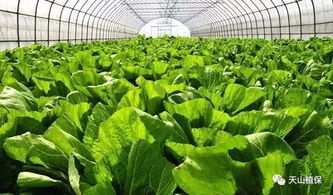 綠色無公害果蔬農藥使用準則與植物增效劑應用規范